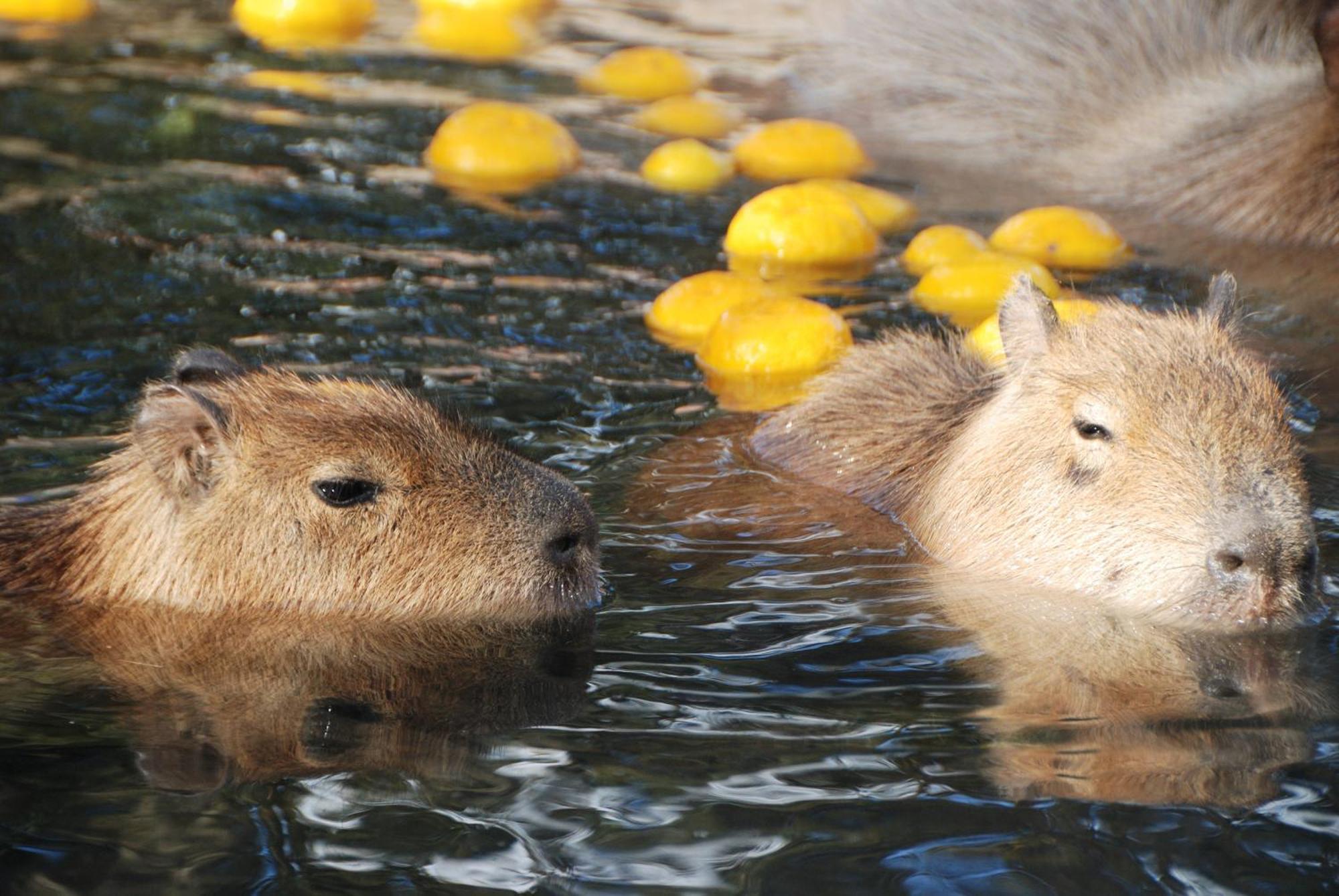 Hotel Associa Toyohashi Exterior photo Capybara