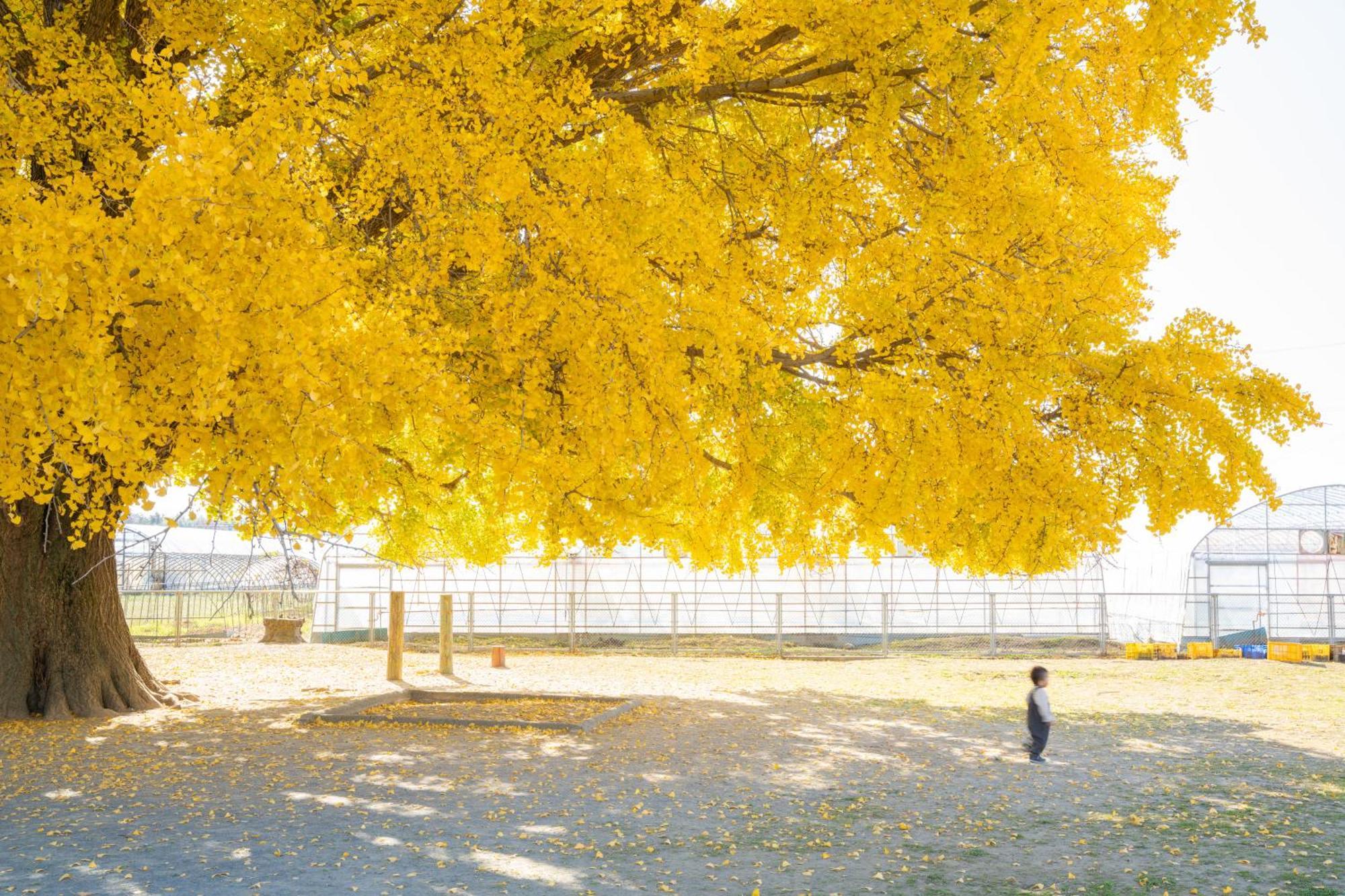 Hotel Associa Toyohashi Exterior photo Ginkgo tree in autumn